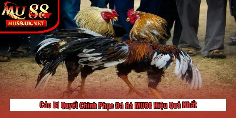 Đá gà 2 Các Bí Quyết Chinh Phục Đá Gà MU88 Hiệu Quả Nhất