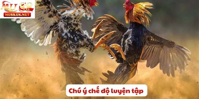 Chú ý chế độ luyện tập 