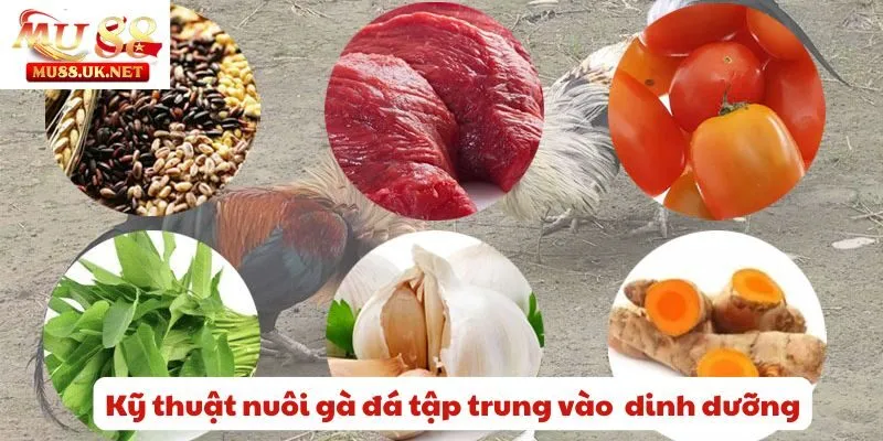 Kỹ thuật nuôi gà đá tập trung vào chế độ dinh dưỡng