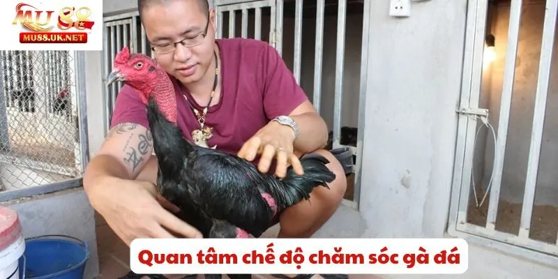 Quan tâm chế độ chăm sóc gà đá